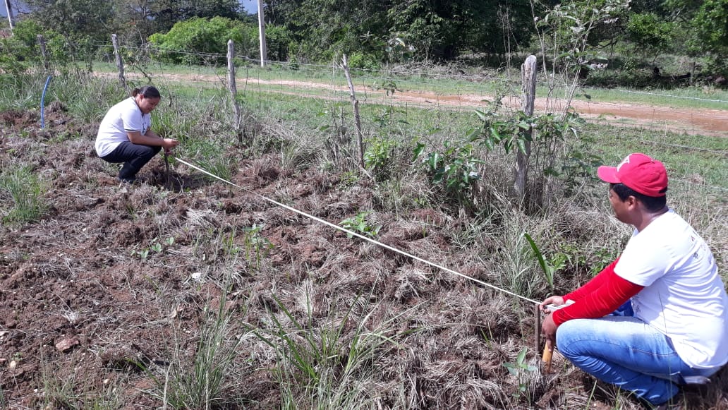 Área experimental agroecológica 3